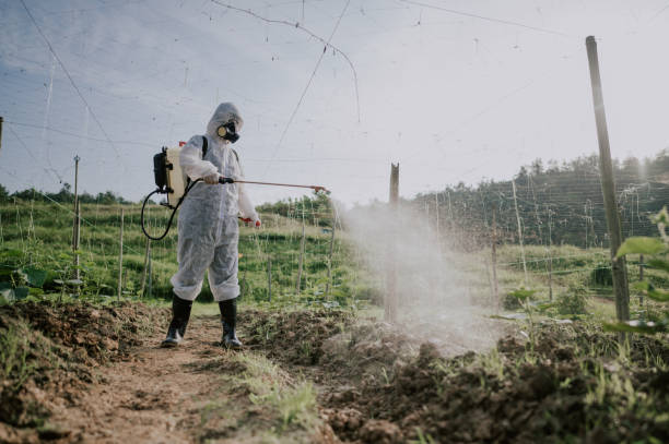 Best Ant Control Services  in Fife Heights, WA