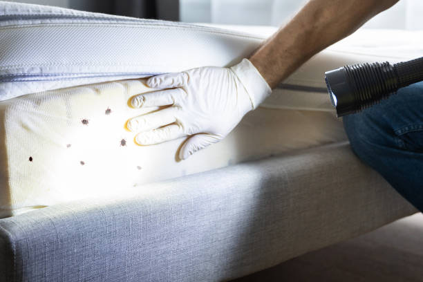 Insect Control in Fife Heights, WA