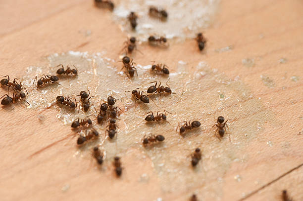 Pest Control Cost in Fife Heights, WA