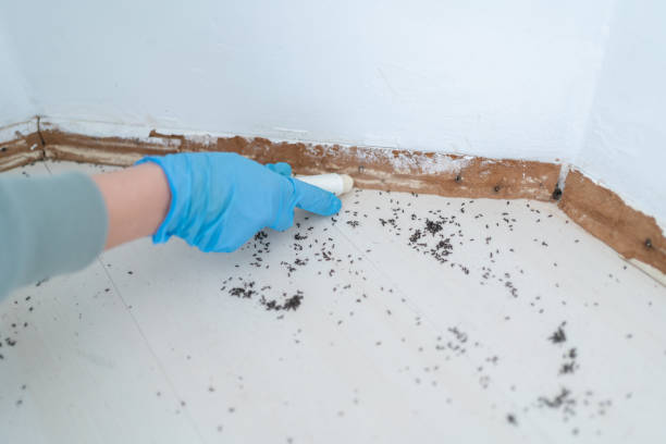Best Best Pest Control Companies  in Fife Heights, WA